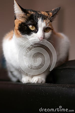 Tricolor cat sitting on the black sofÃ . Young kitty with beautiful eyes Stock Photo